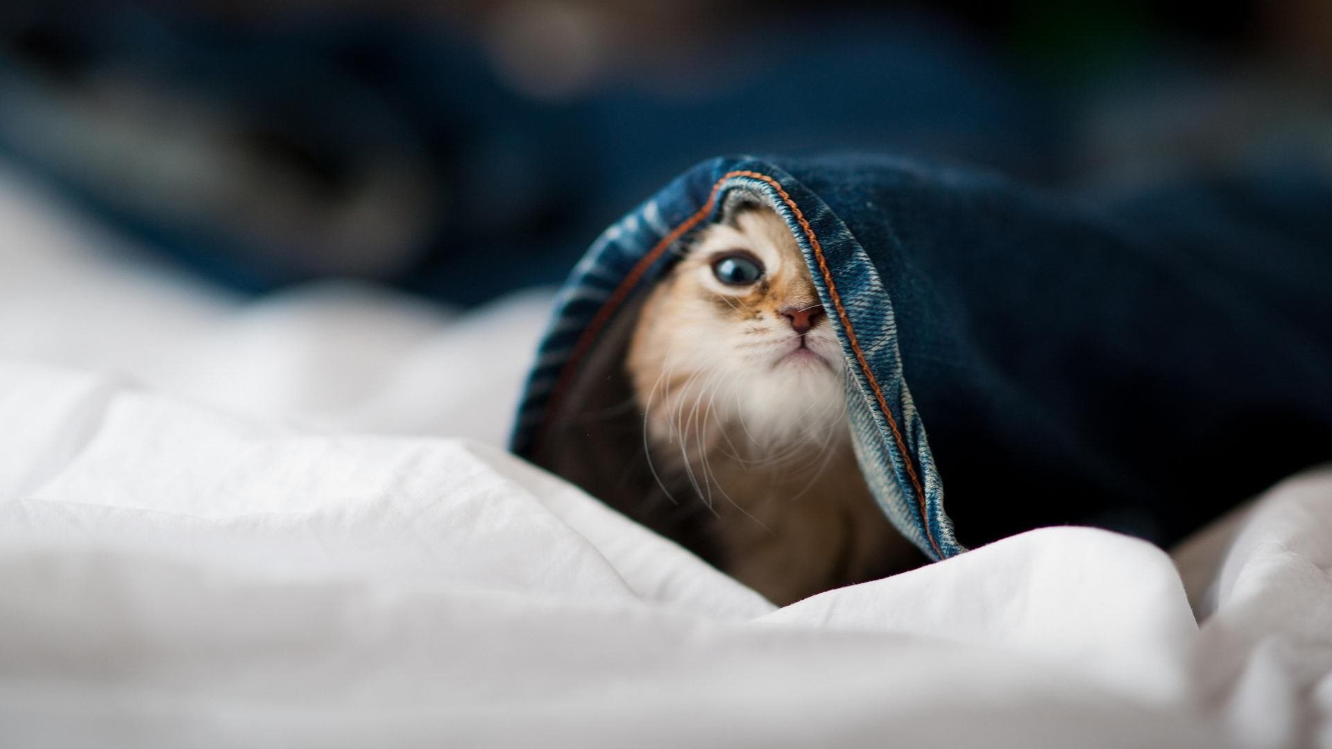 传统民俗舞龙比赛,文化传承中的运动魅力,舞龙比赛套路时间为几分钟